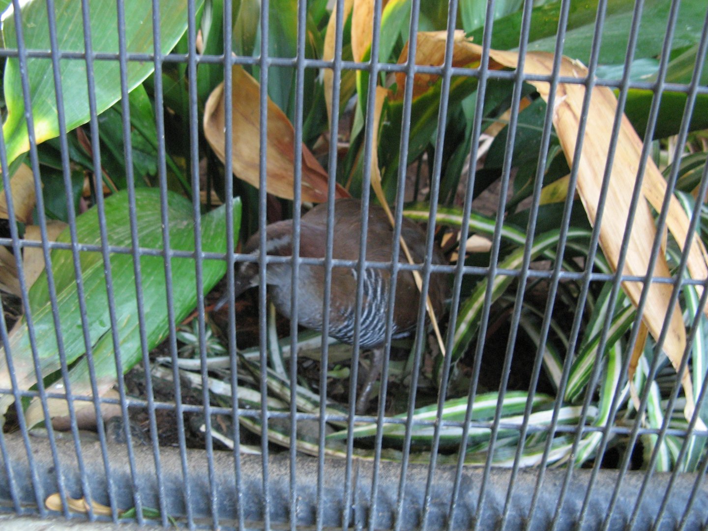 Guam Rail (2008)