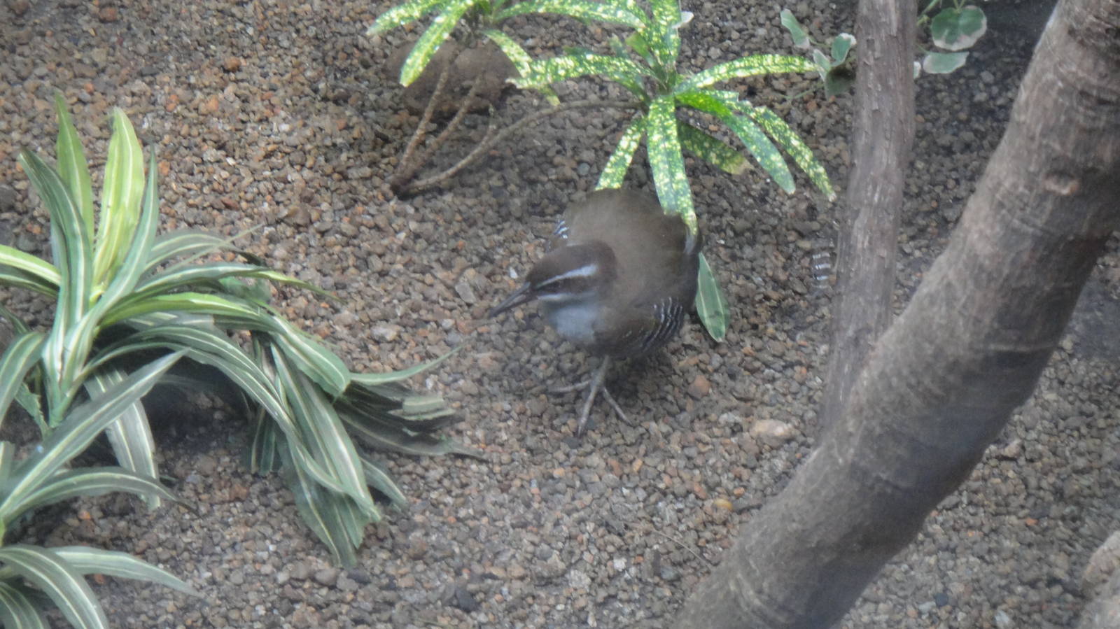 Guam rail at Philadelphia zoo 2015-03-08