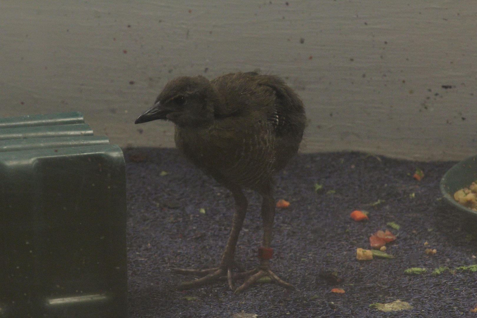 Guam Rail Chick