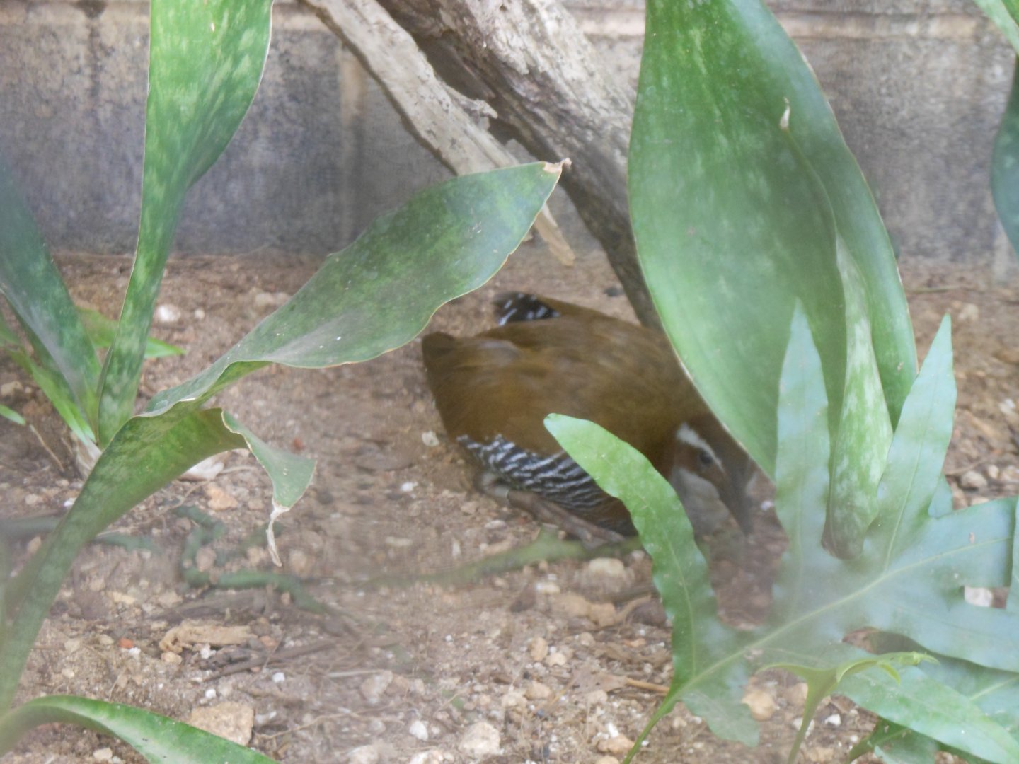 Guam Rail (Gallirallus owstoni)