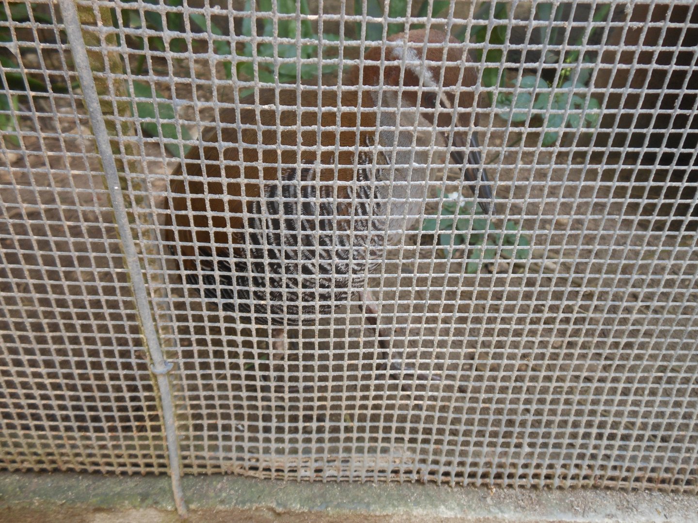 Guam Rail (Gallirallus owstoni)