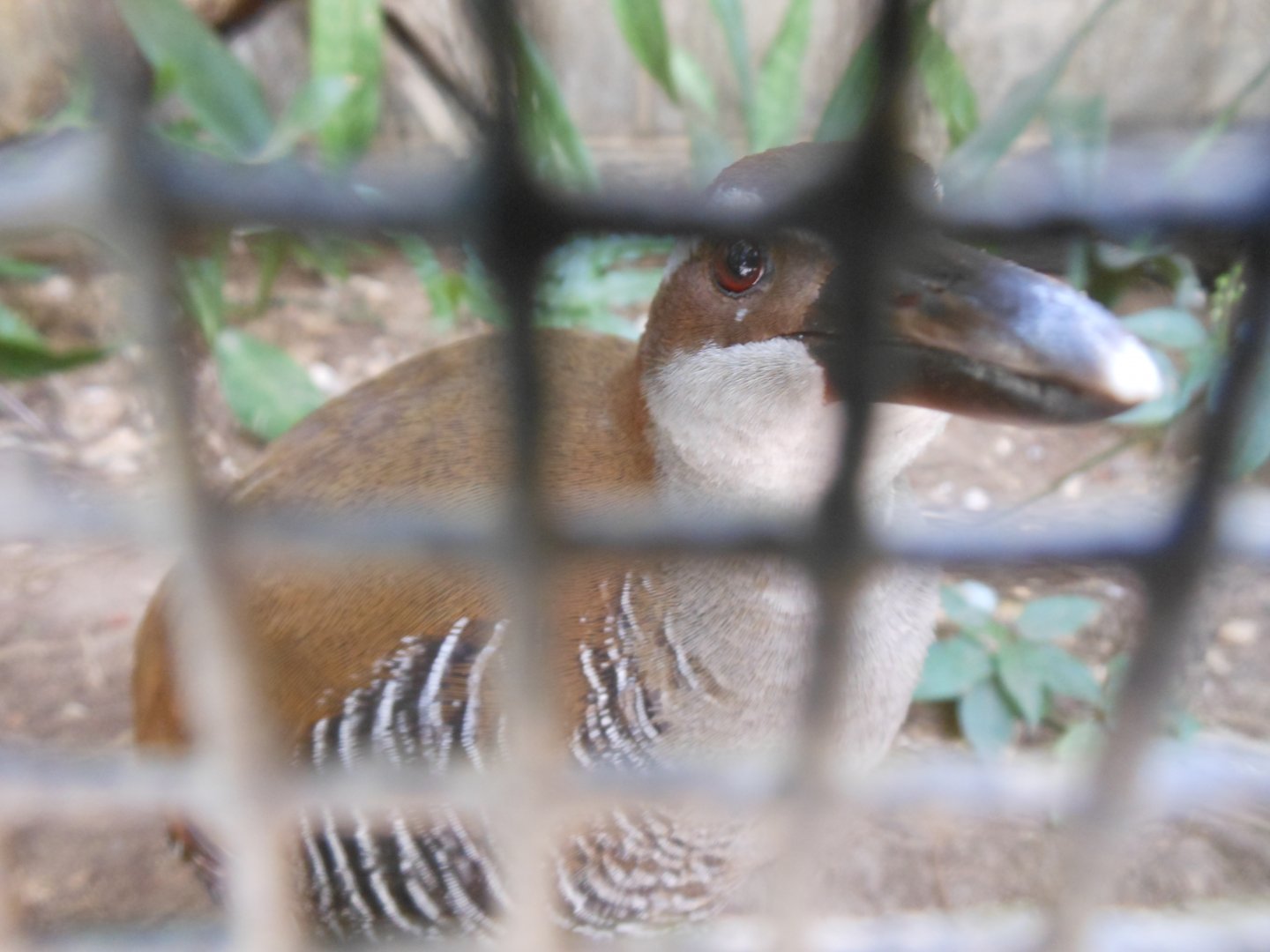Guam Rail (Gallirallus owstoni)