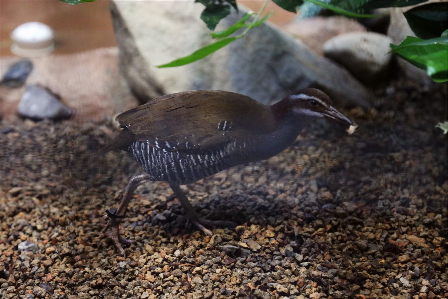 Guam Rail (Gallirallus owstoni)