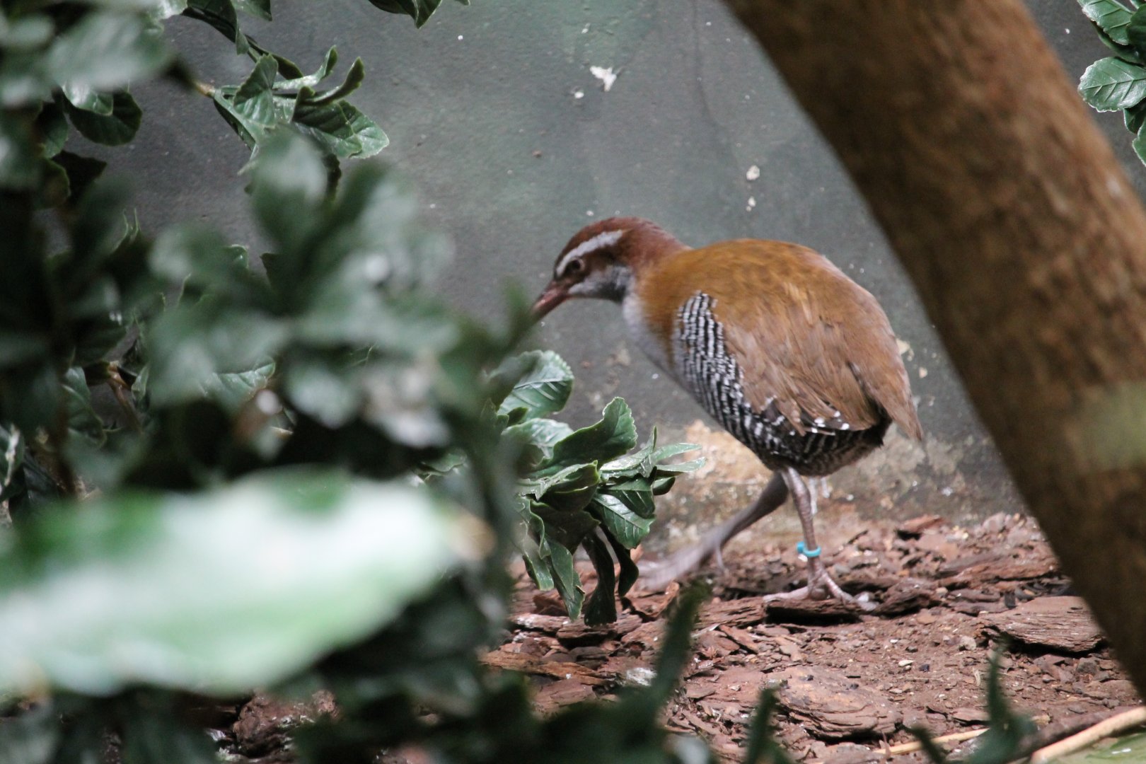 Guam rail (Gallirallus owstoni)