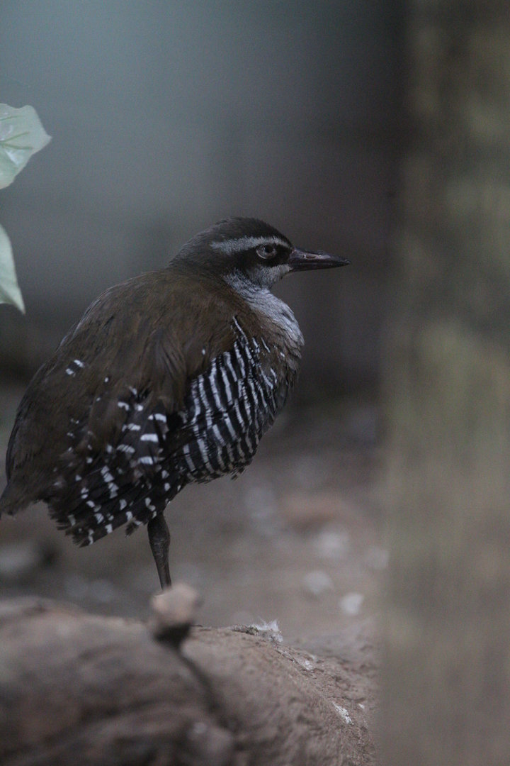Guam Rail/ Hypotaenidia owstoni