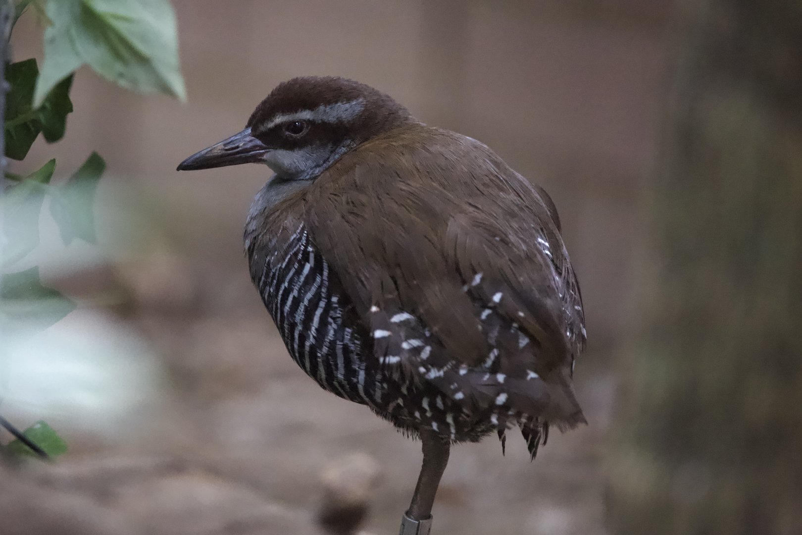 Guam Rail/ Hypotaenidia owstoni