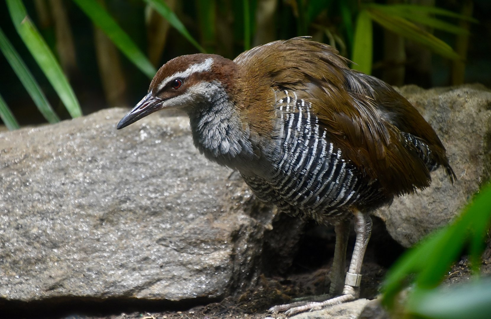 Guam Rail (Hypotaenidia owstoni)