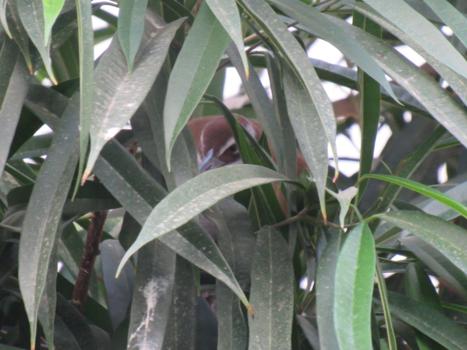 Guam Rail... In a Tree... Logic.