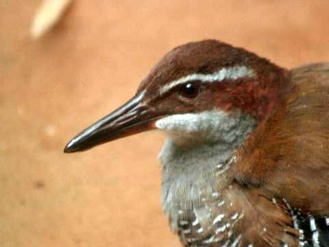 Guam Rail