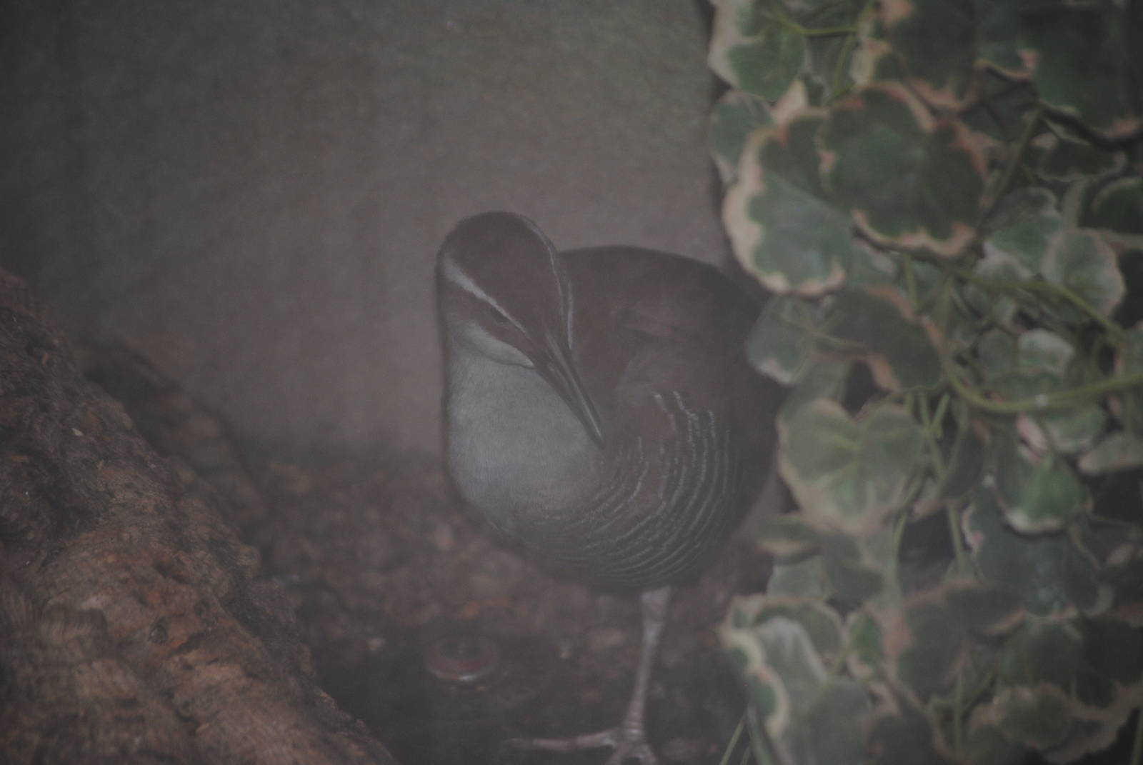 Guam Rail