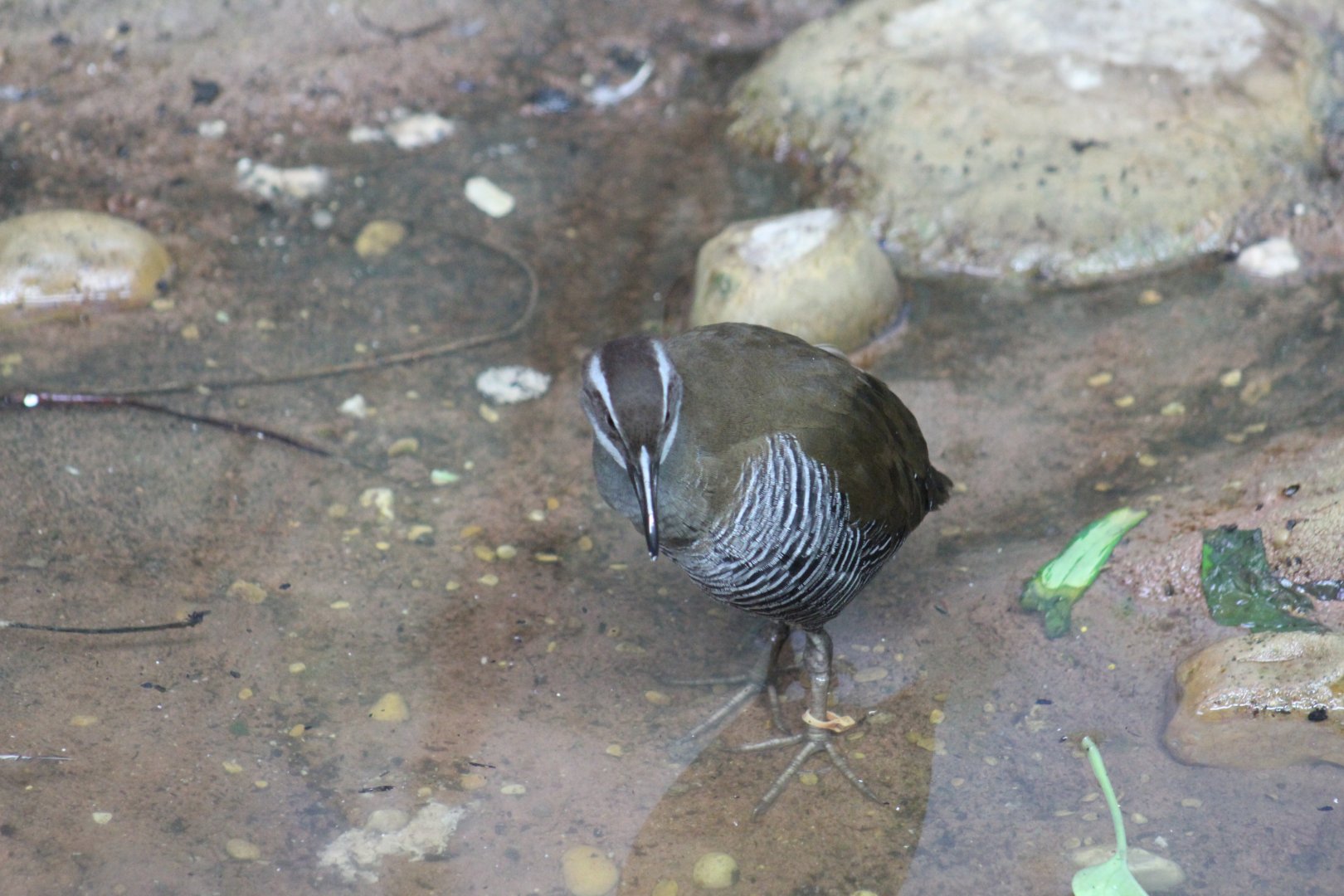 Guam Rail