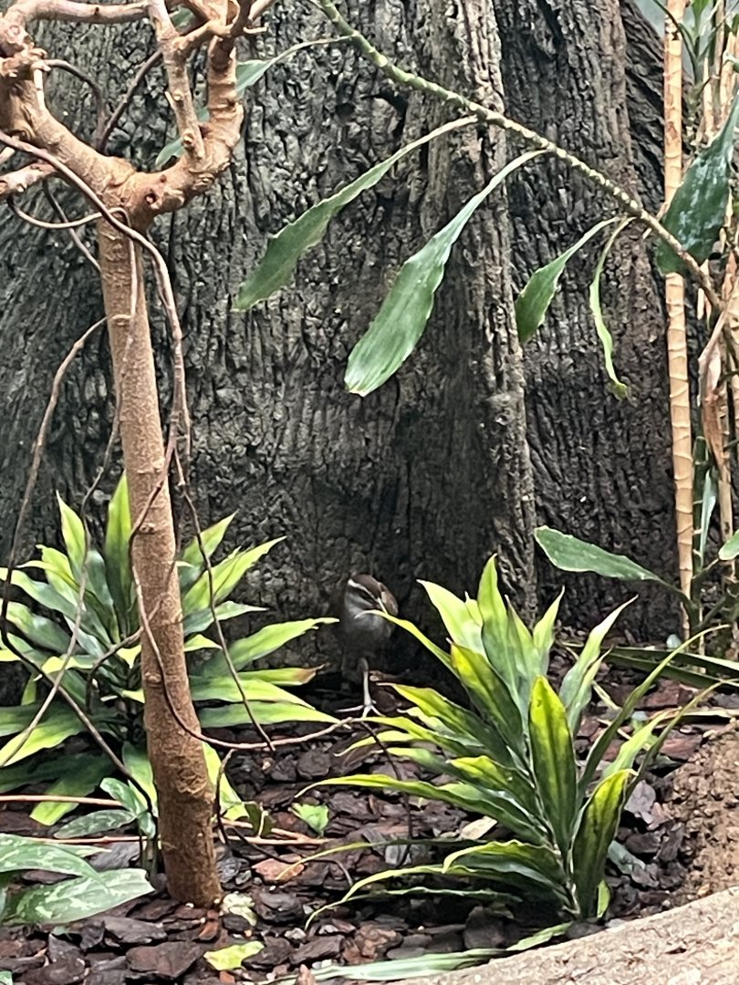 Guam Rail