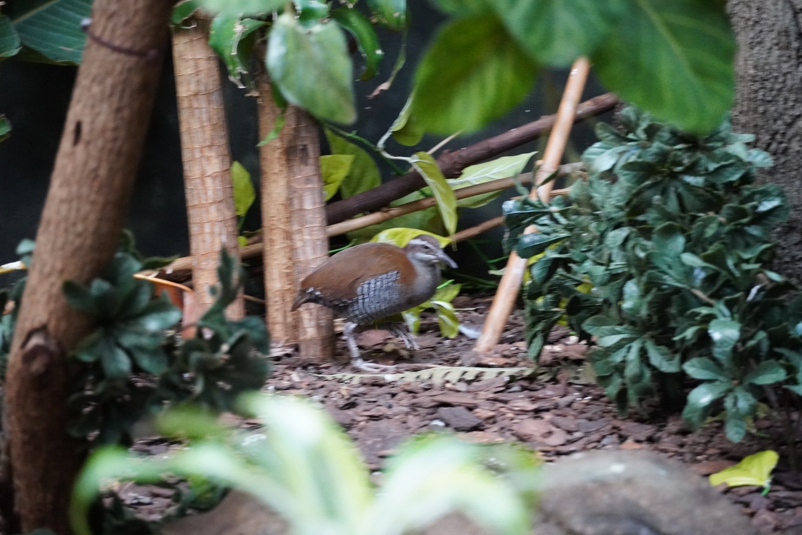 Guam Rail
