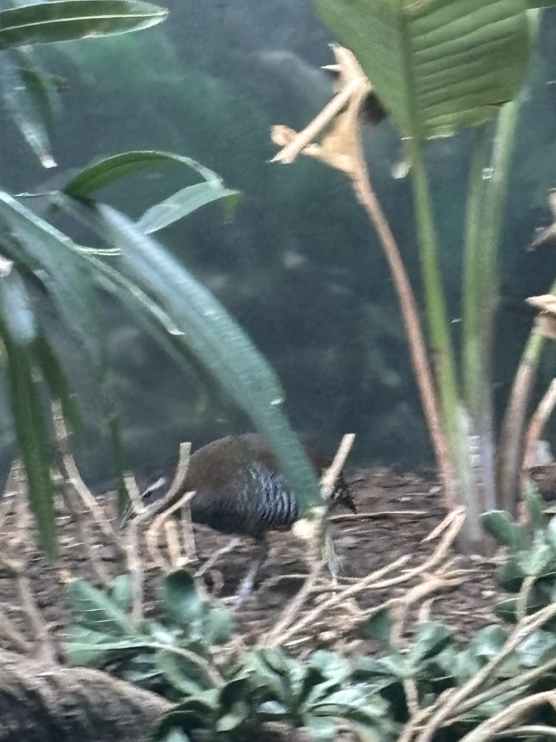 Guam Rail