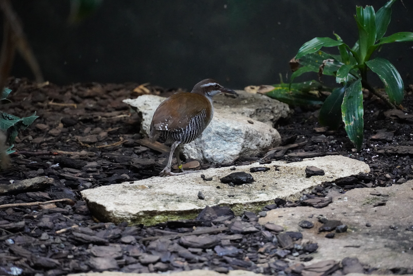 Guam Rail
