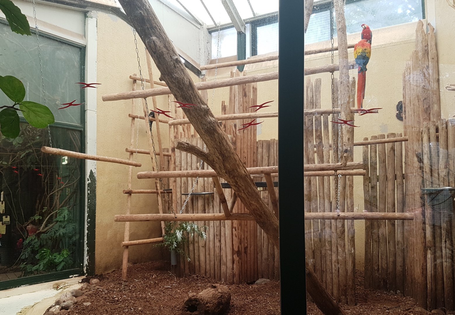 Guan - Macaw indoor-enclosure