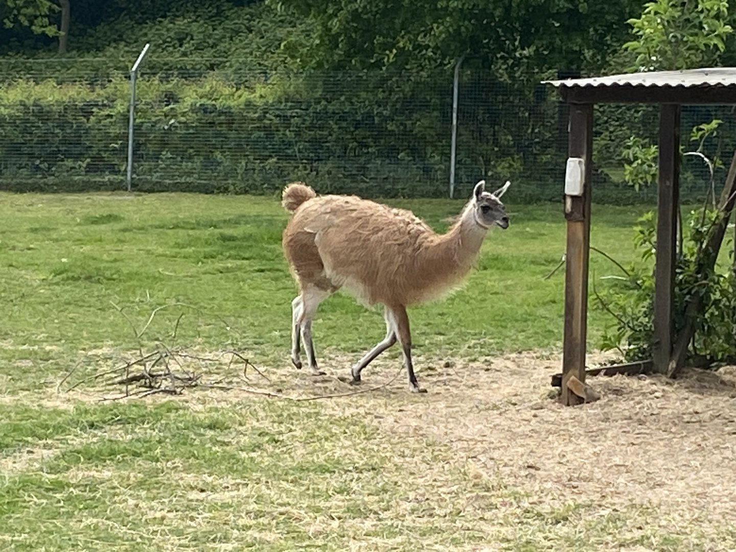 Guanaco 090525