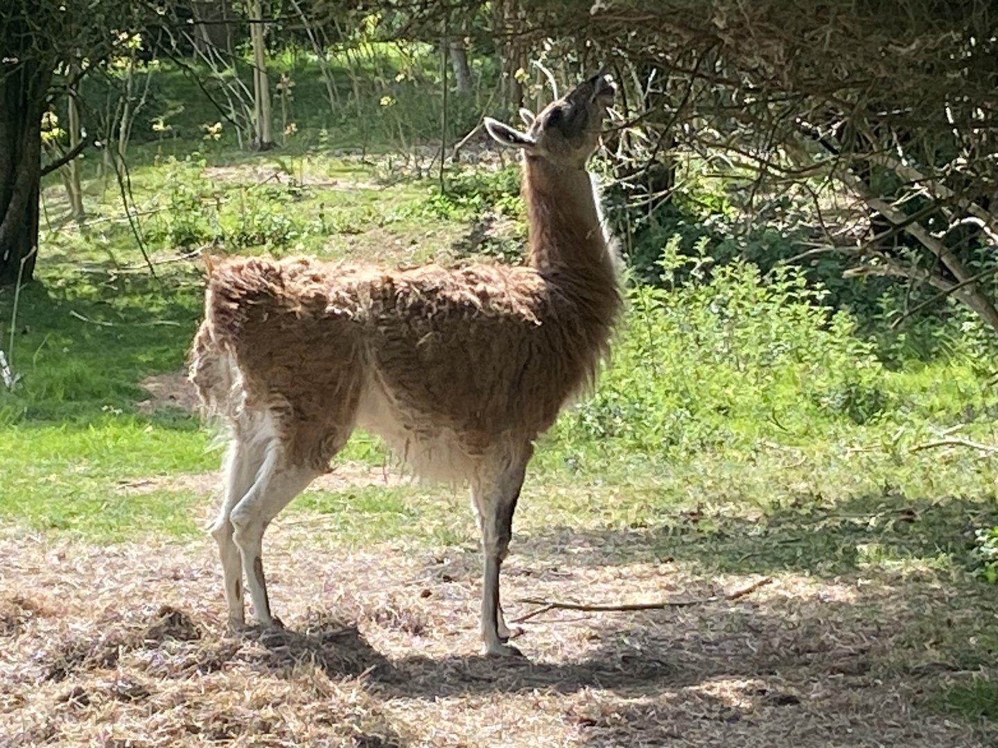Guanaco 090525