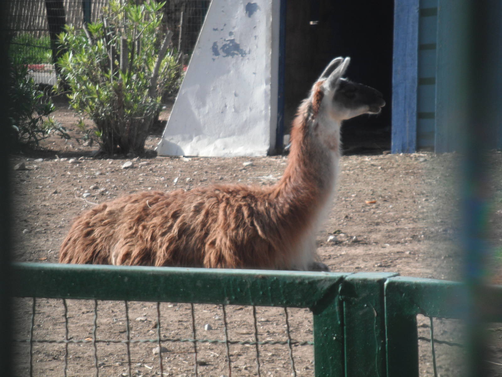 Guanaco- 1/Jan/2011