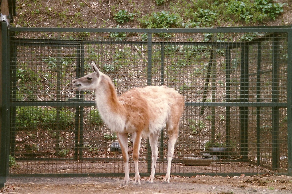 Guanaco 20th April 1996