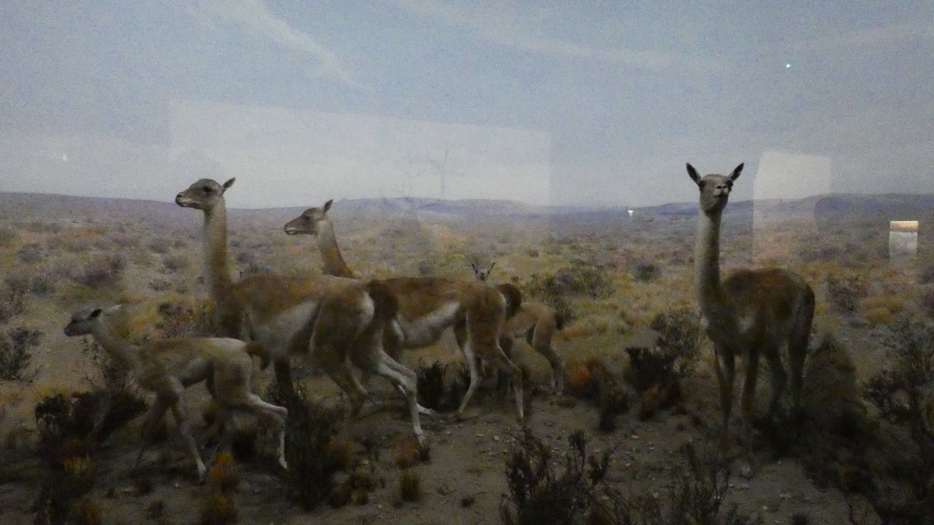 Guanaco, American Wilderness Display - Feb. 2022
