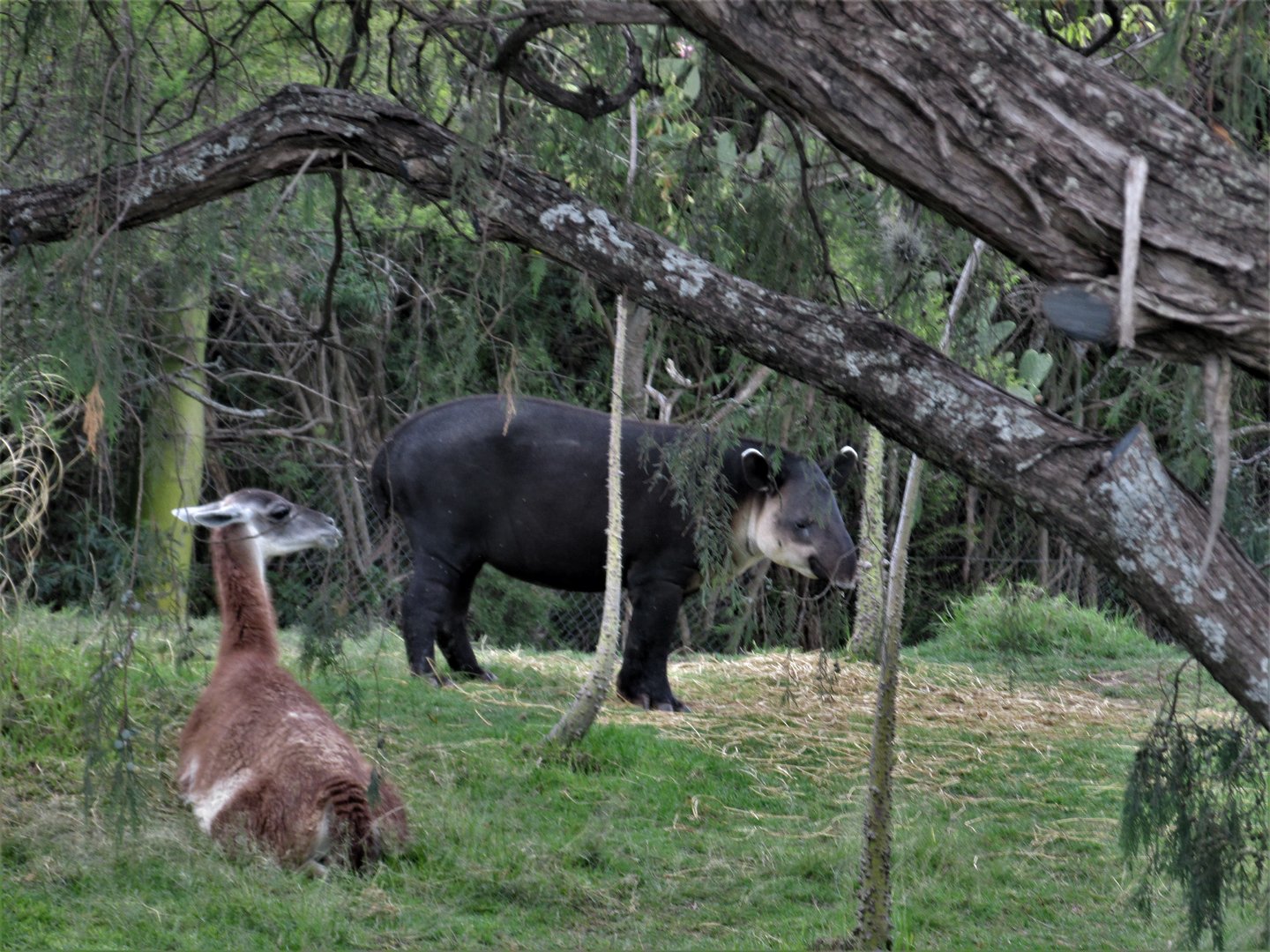 guanaco and baird´s tapir  at africam safari