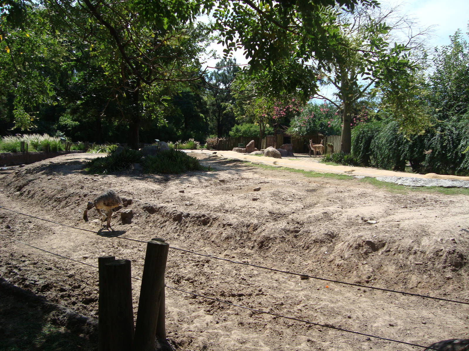 Guanaco and Greater Rhea Exhibit