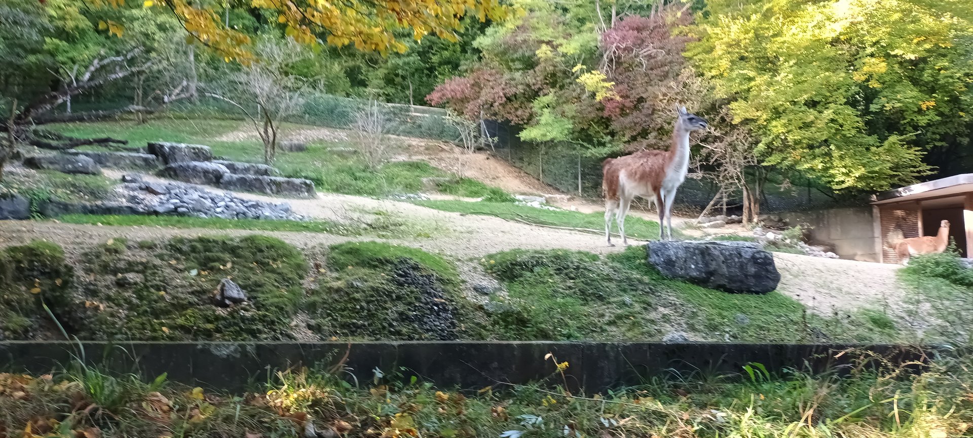Guanaco and Guanaco Enclosure