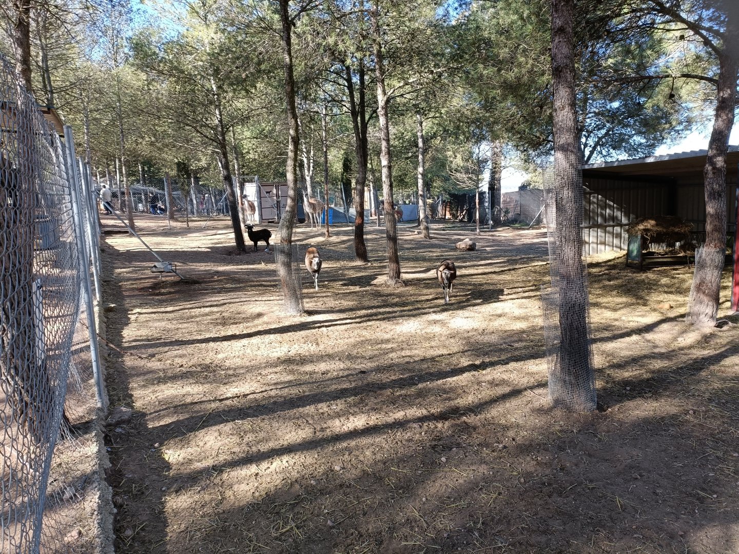 Guanaco and mouflon exhibit - Bioparque La Rocha