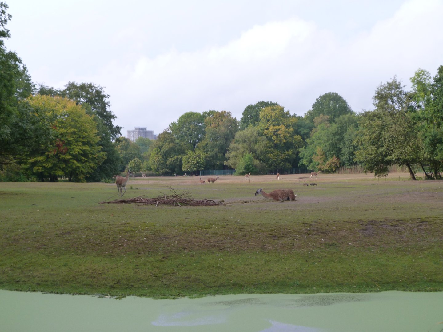 Guanaco and Patagonian mara exhibit -Tierpark Berlin (2024)