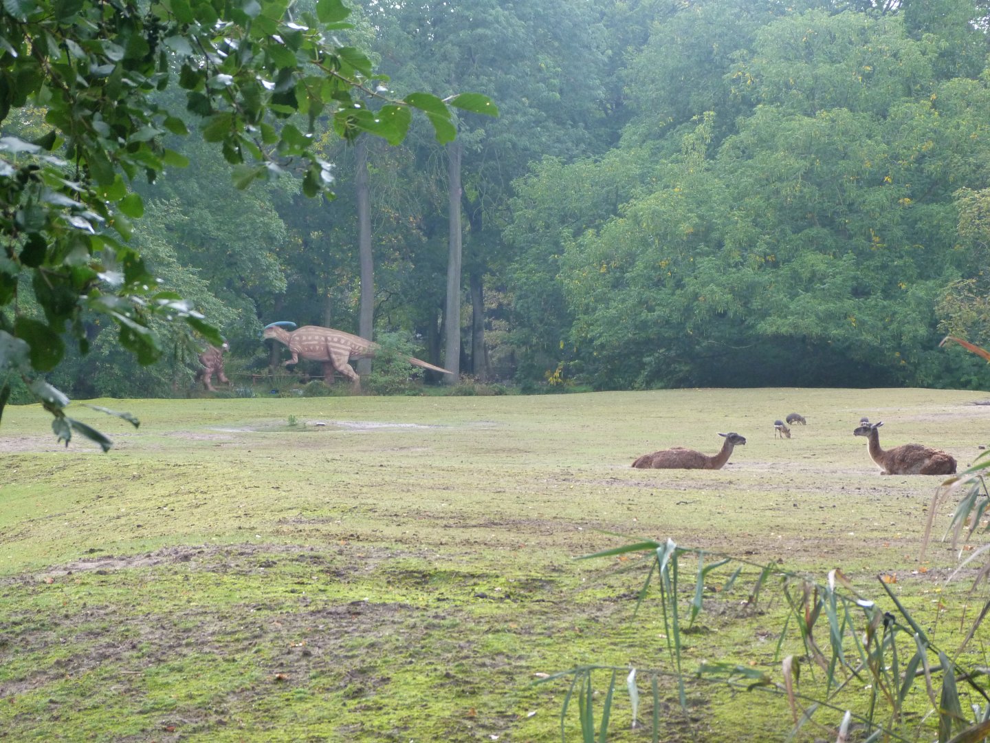 Guanaco and Patagonian mara exhibit -Tierpark Berlin (2024)