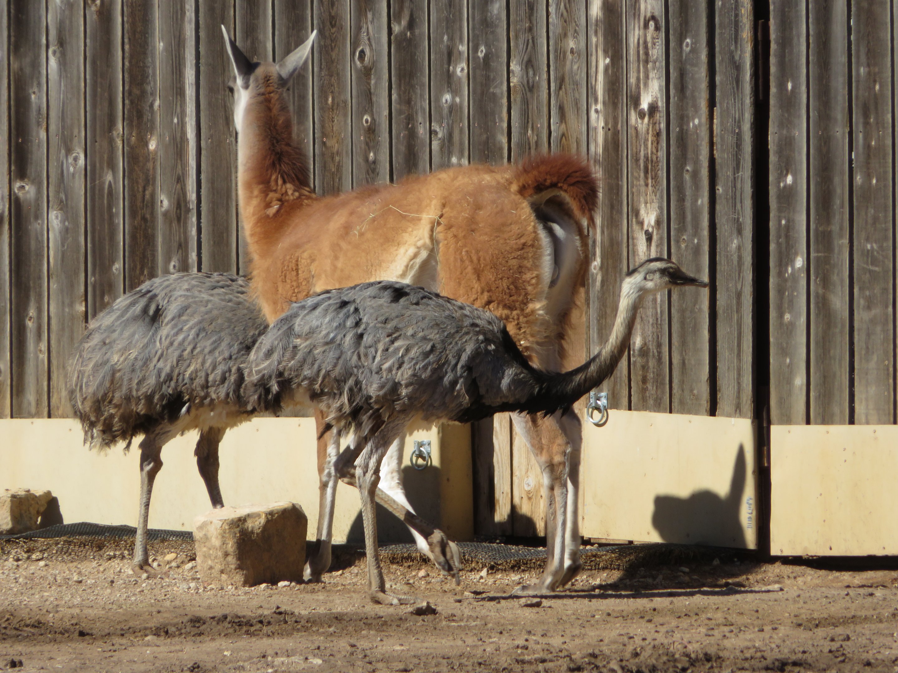 Guanaco and Rheas