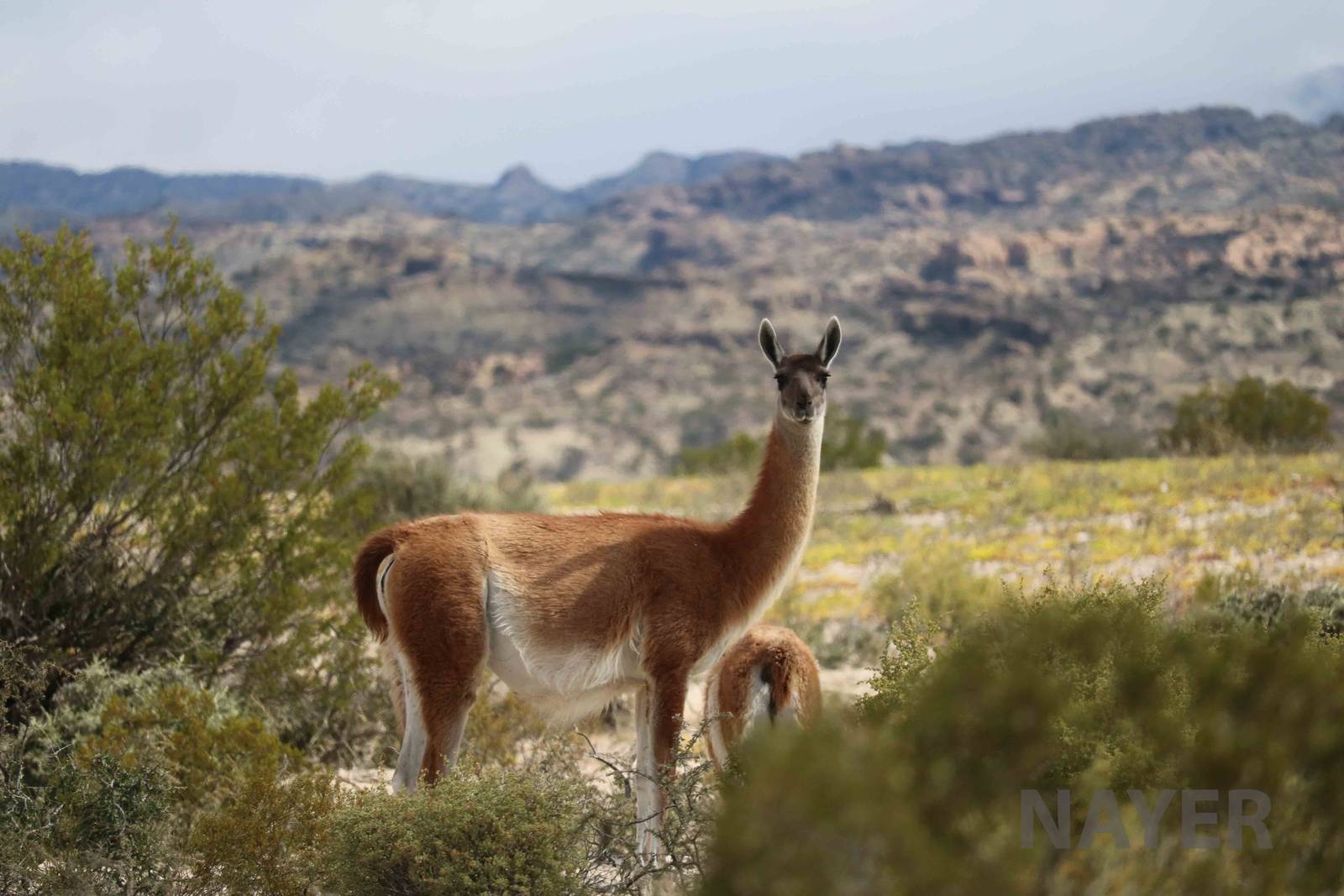 Guanaco, April 2016