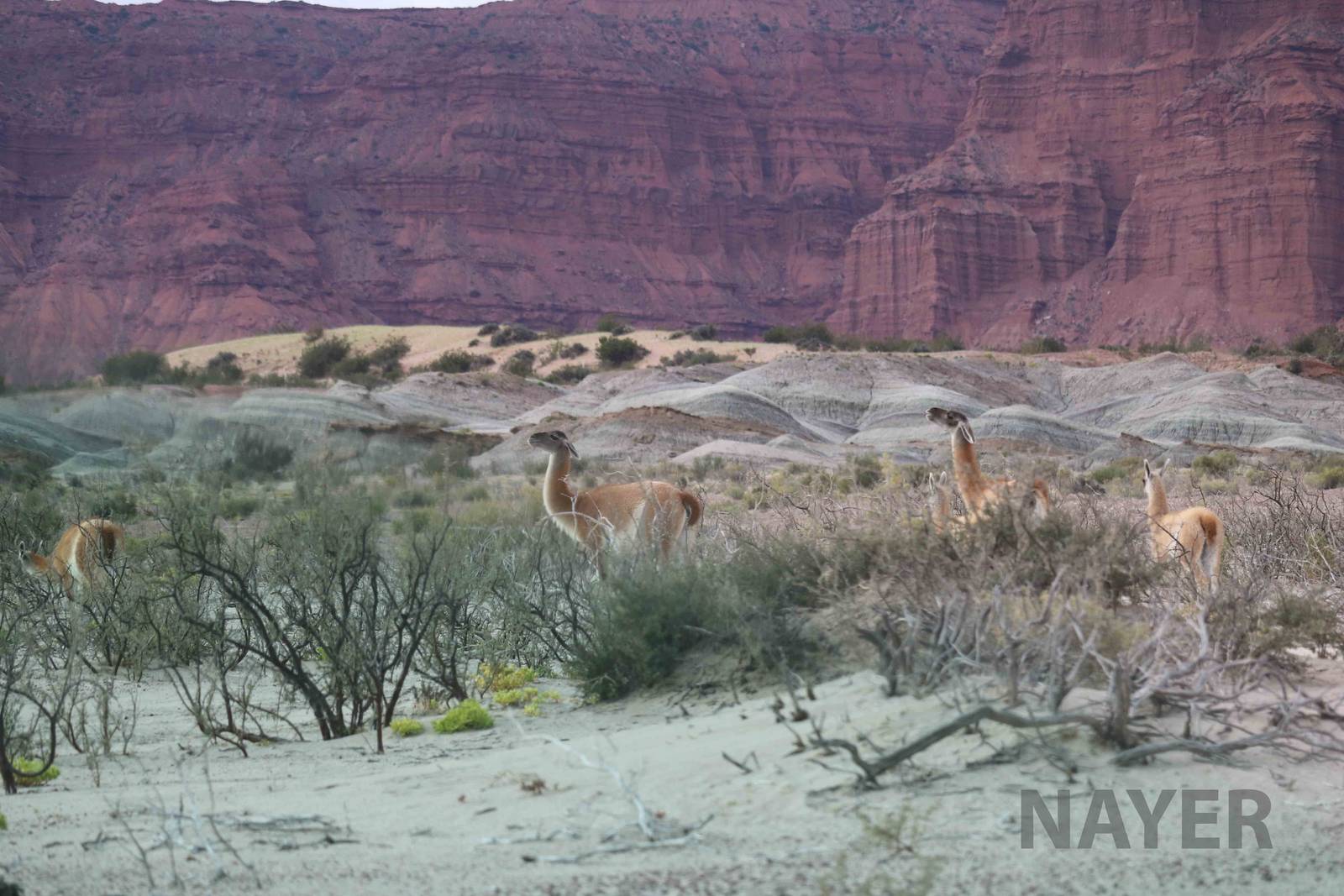 Guanaco, April 2016
