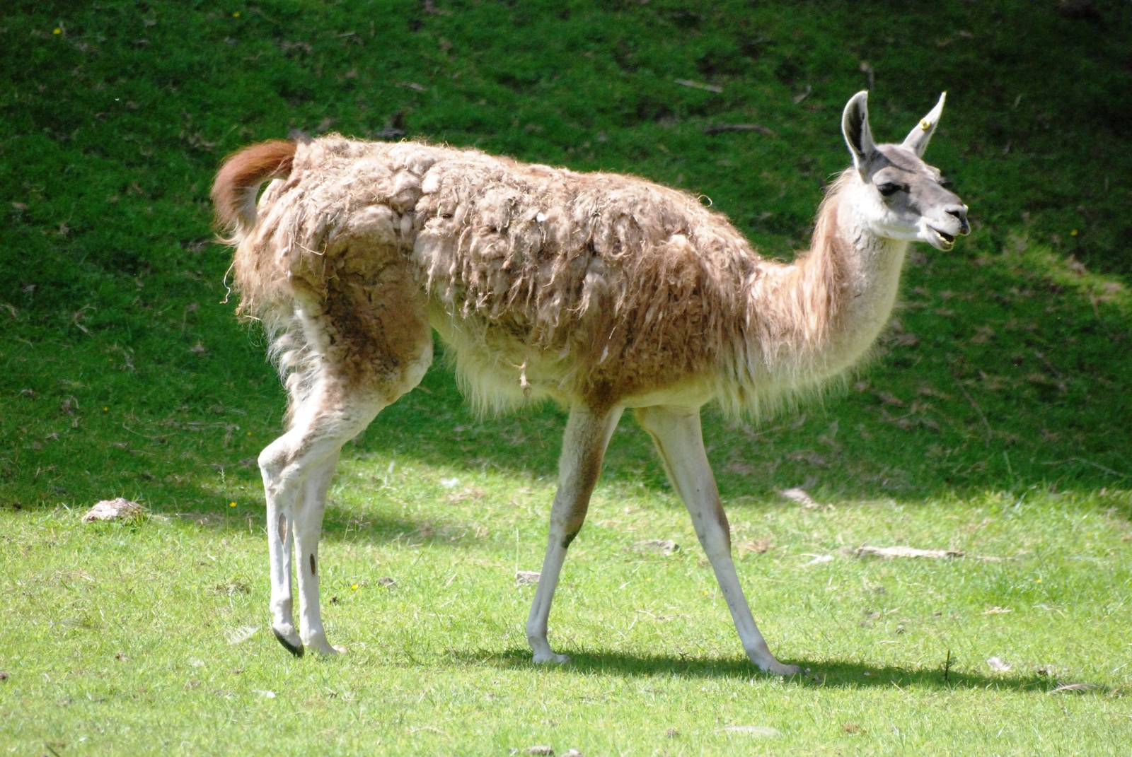 Guanaco at Dudley, 14/07/13