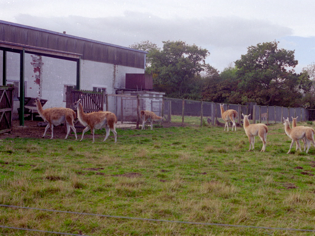 Guanaco at Flamingo Land, mid-1990s
