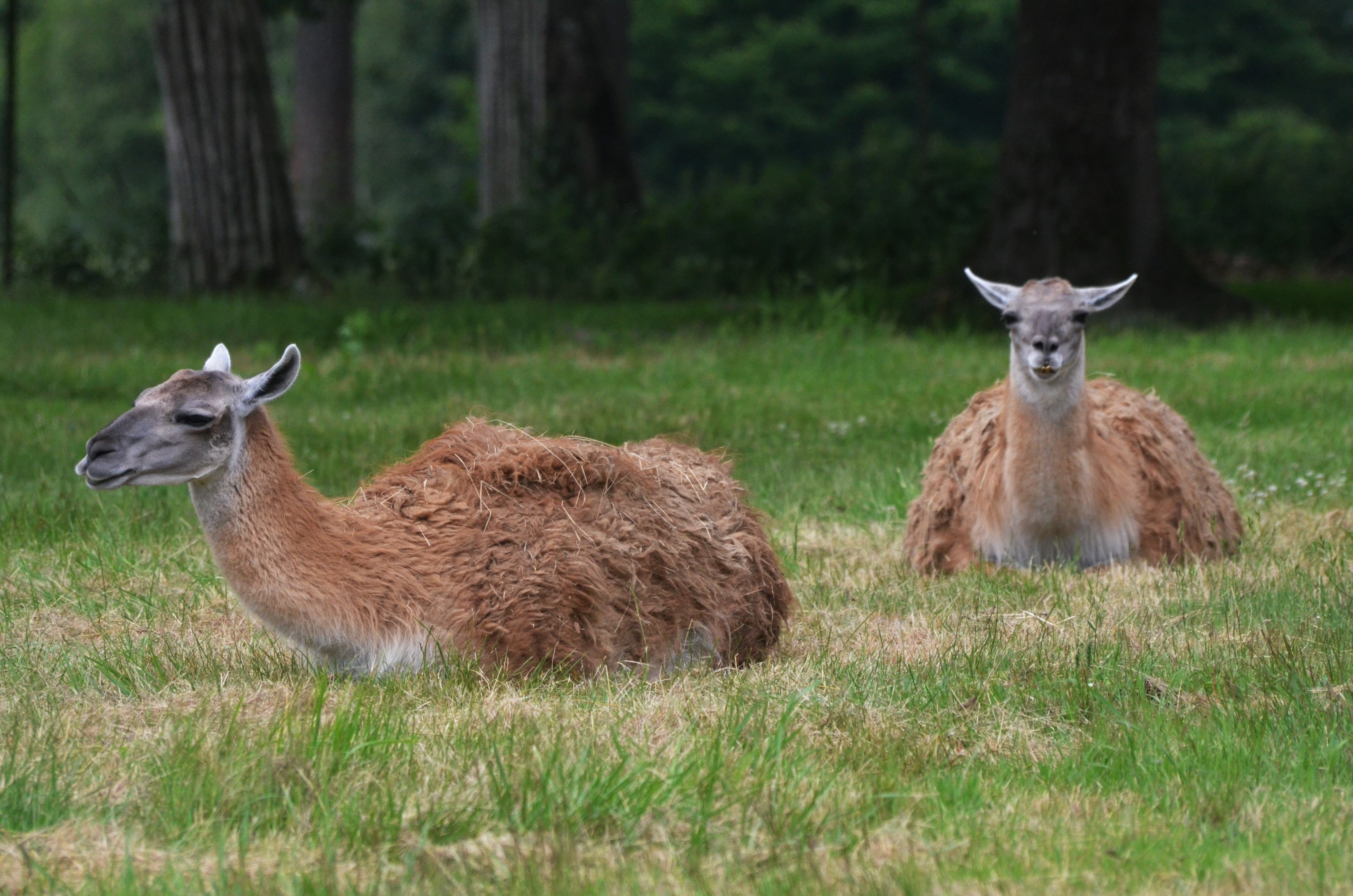 Guanaco at Haute-Touche, 14/06/18