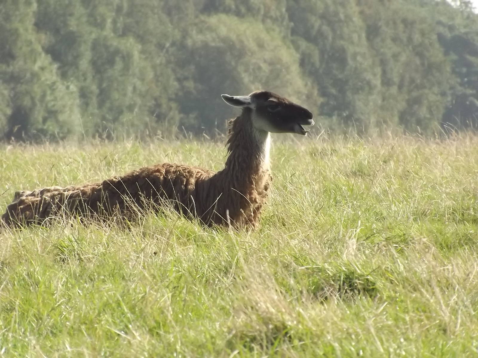 Guanaco at Knowsley Safari Park 08/09/12