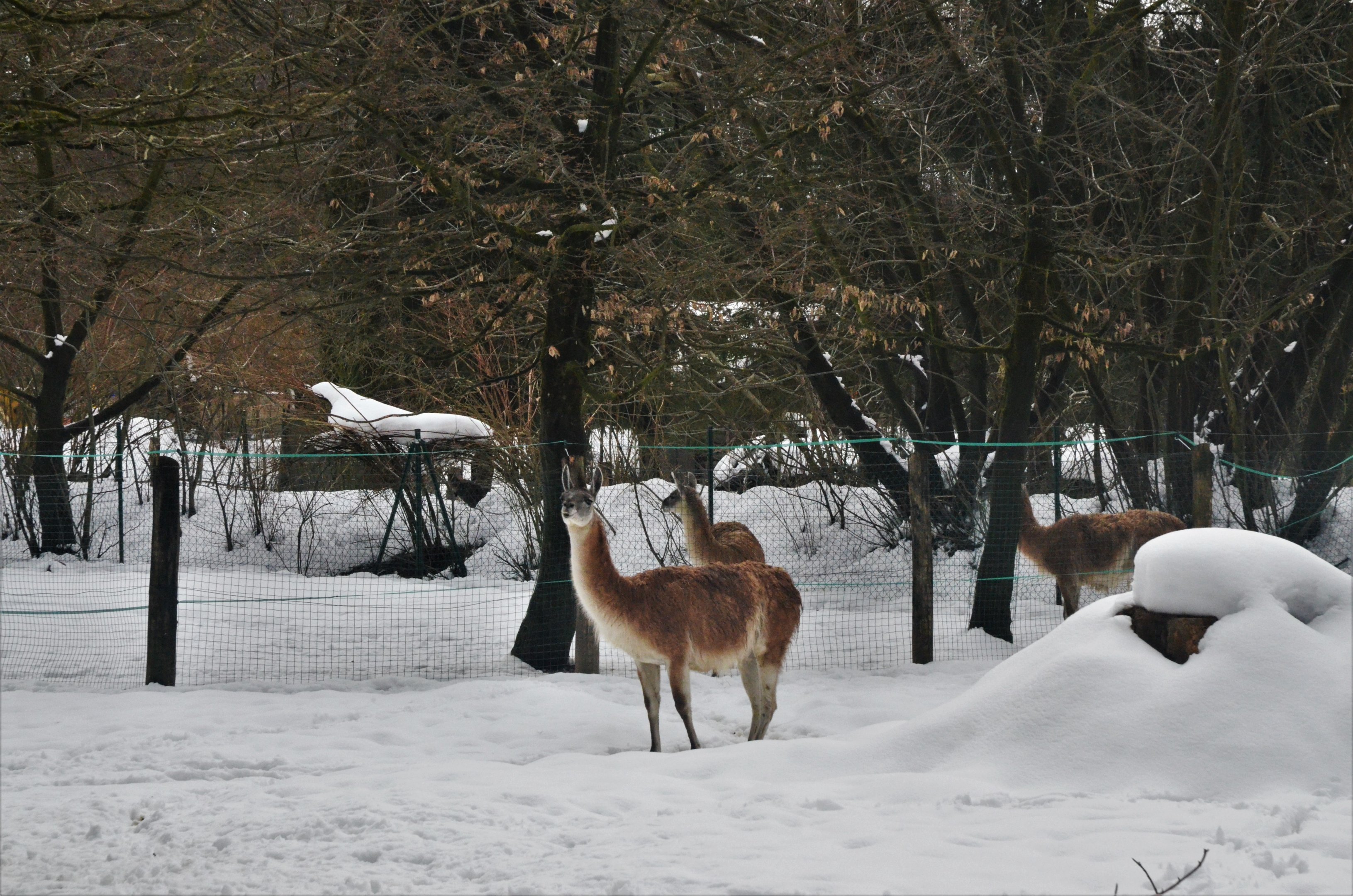 Guanaco at Ljubljana Zoo, 07/03/18
