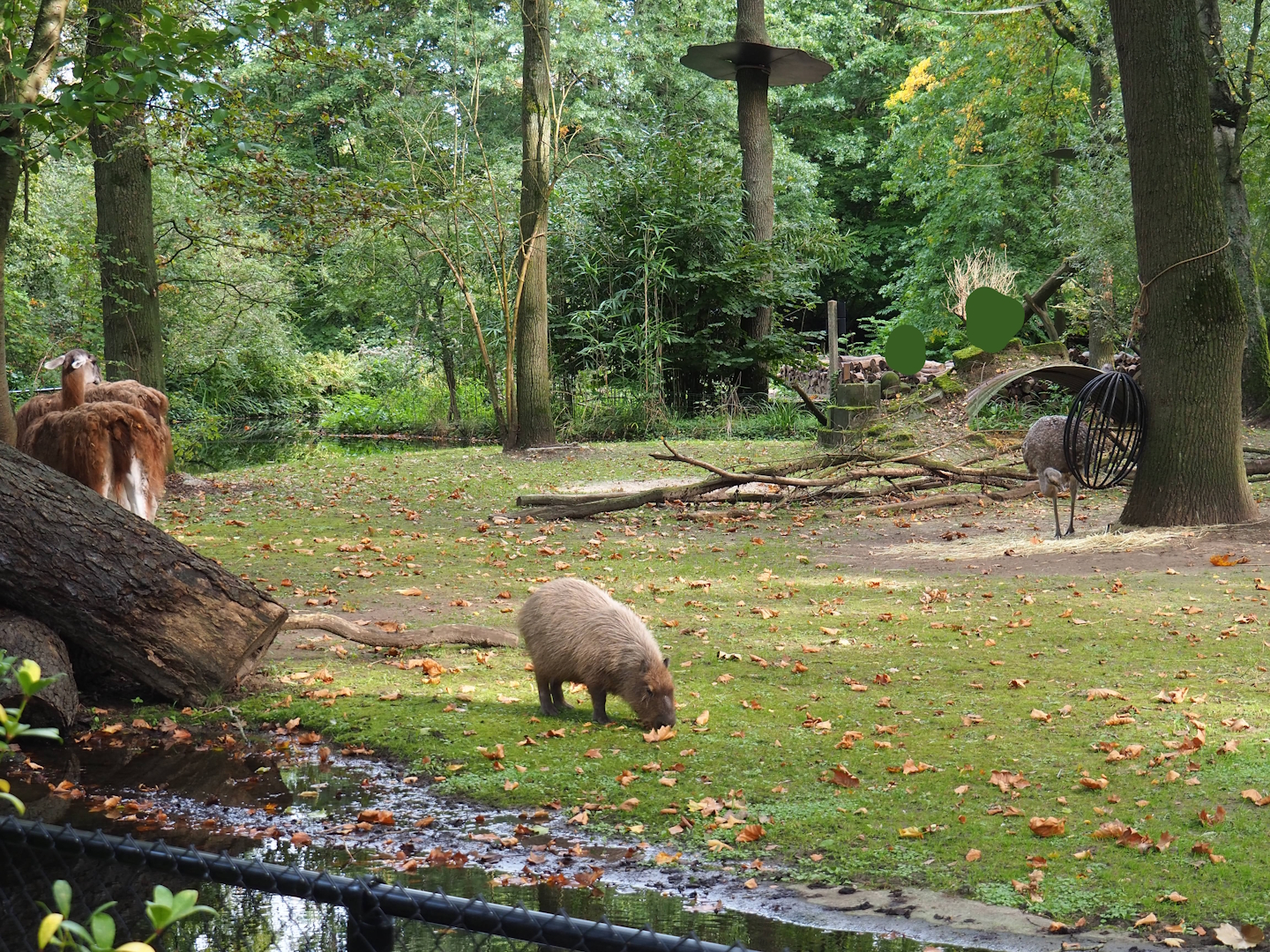 Guanaco, Capybara and Darwin's rhea in one photo,  2023-10-04