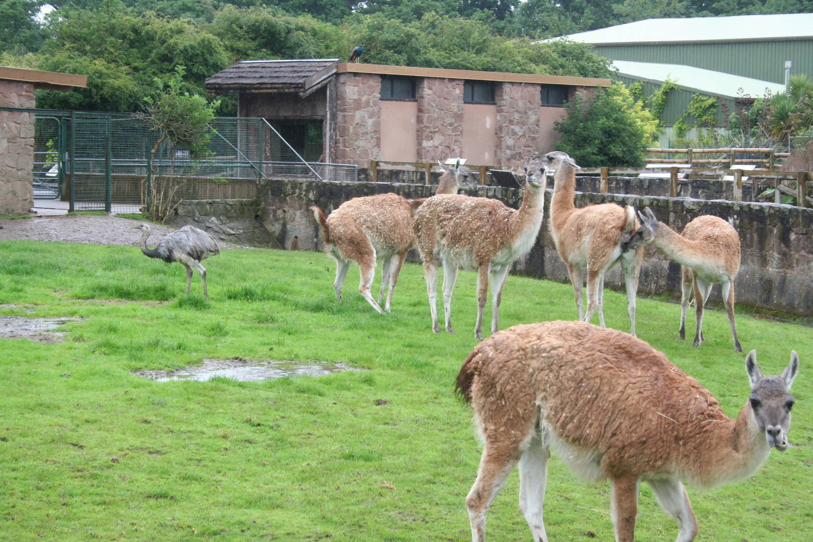 Guanaco - Chester 07