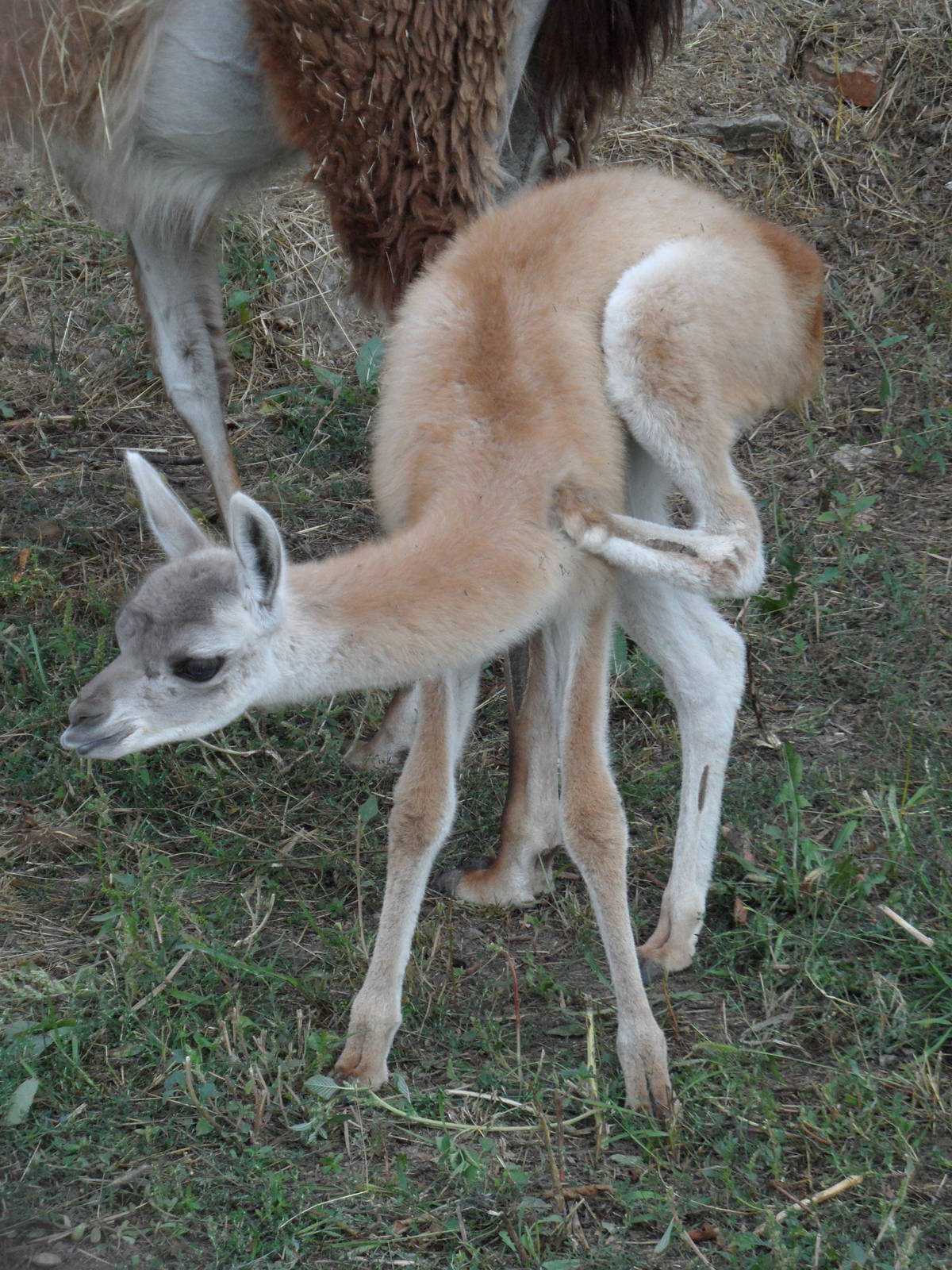 Guanaco cria - learning to scratch