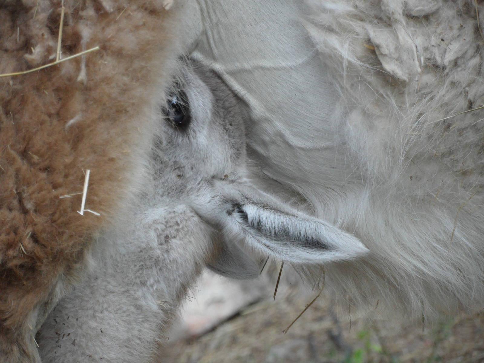Guanaco cria nursing