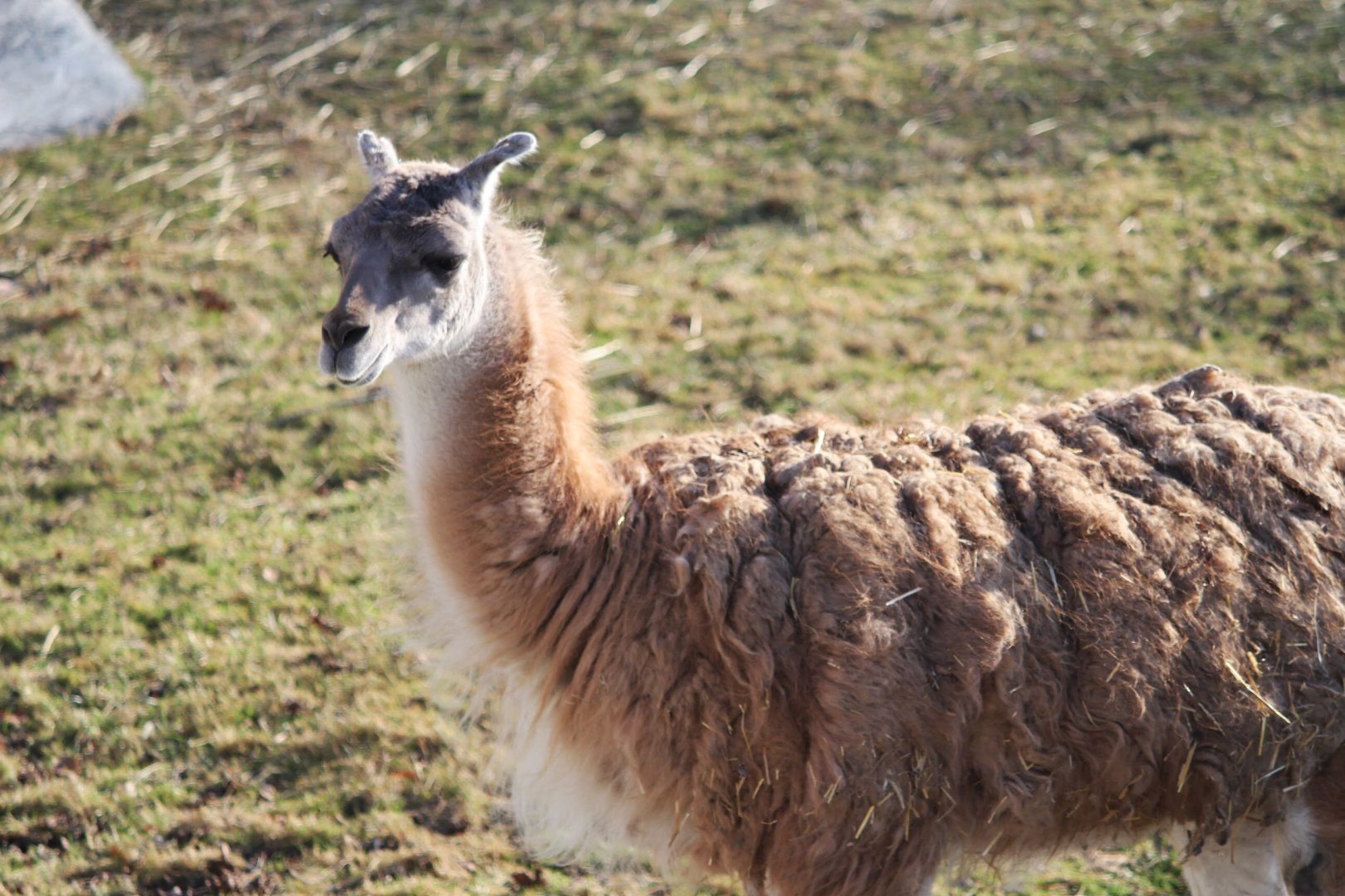 Guanaco, Detroit Zoo