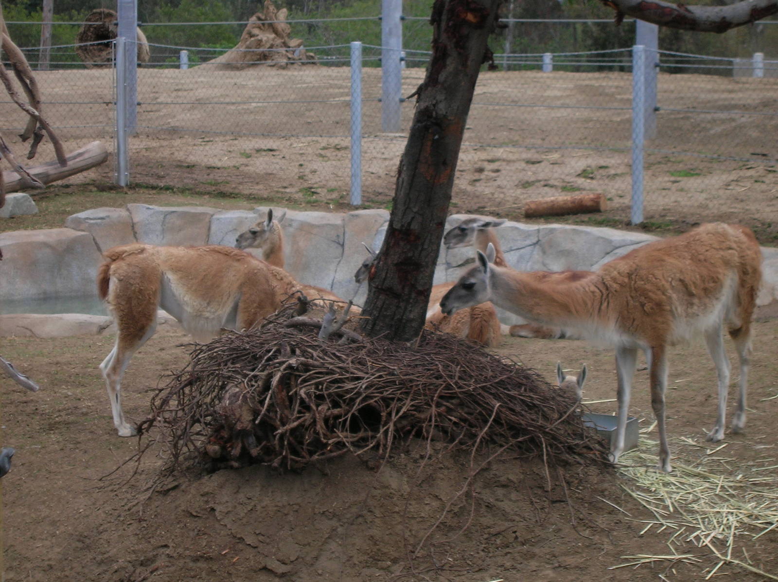 Guanaco - Elephant Odyssey 2009
