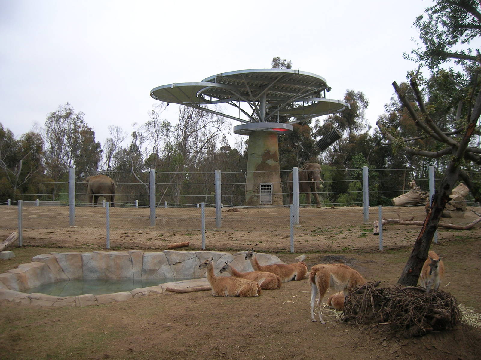 Guanaco - Elephant Odyssey 2009