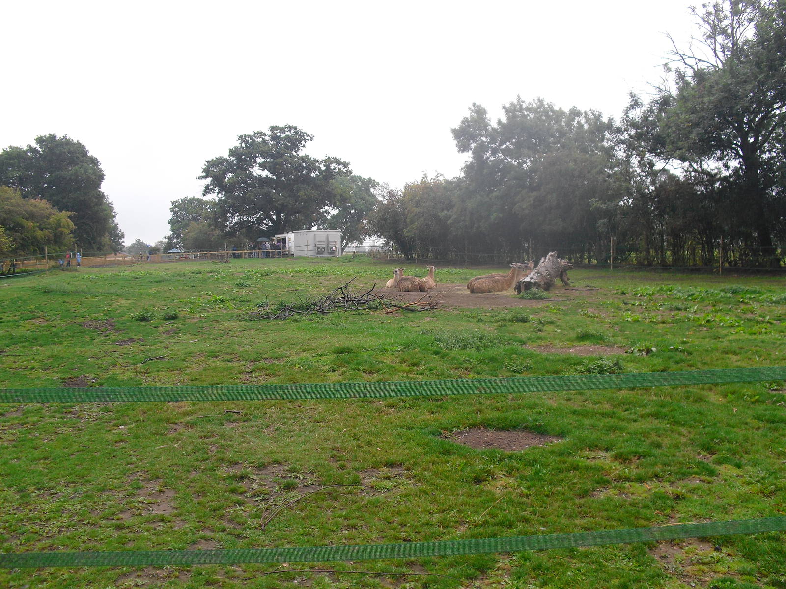 Guanaco Enclosure - 06/09/2011