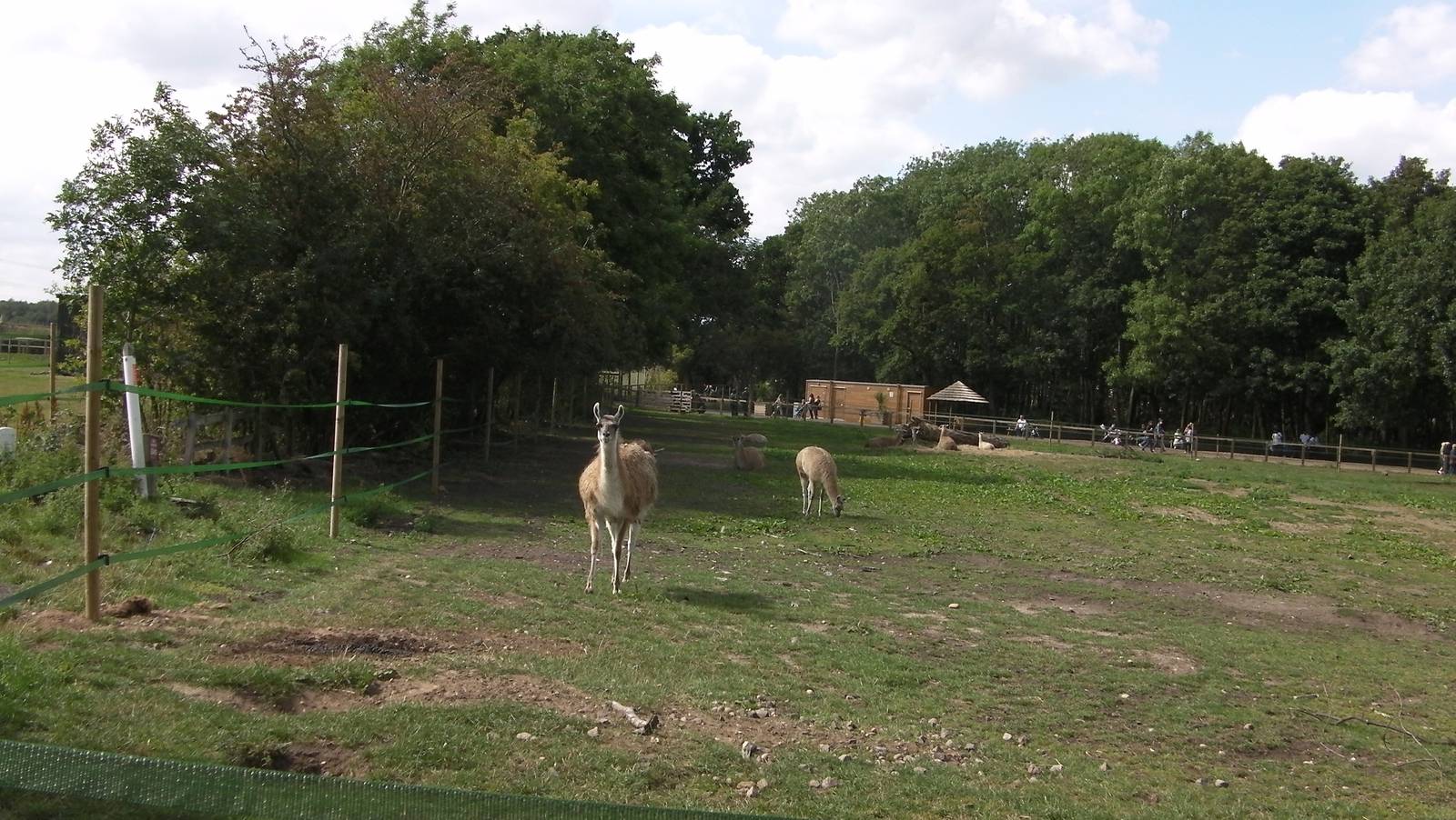 Guanaco Enclosure - 19.08.2011