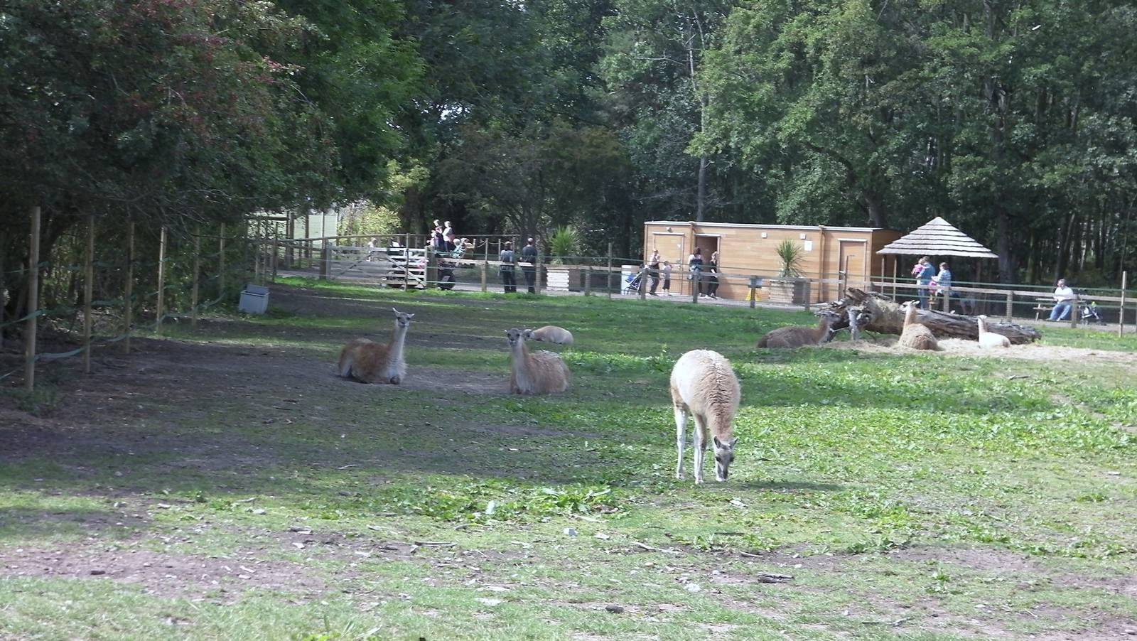 Guanaco Enclosure - 19.08.2011