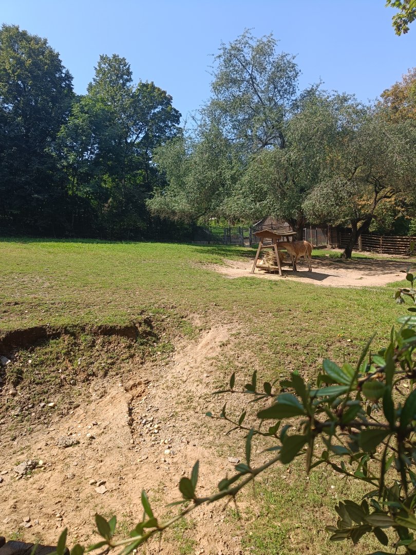 Guanaco enclosure - Across the Continents